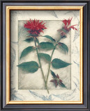 Buy Bee Balm at AllPosters.com
