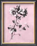 Dussurgey Amaryllis on Pink