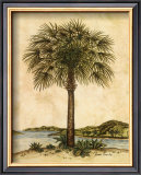 Palm Paradise II