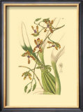 Buy Orchids III at AllPosters.com