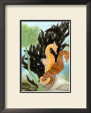 Seahorse Serenade I
