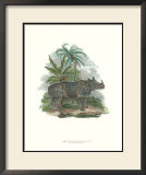 Rhinoceros