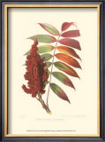 Buy Smooth Sumac at AllPosters.com