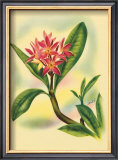 Buy Plumeria at AllPosters.com