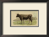 Buy Antique Cow III at AllPosters.com
