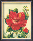 Buy Red Hibiscus at AllPosters.com