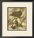 Buy Small Brown Bear at AllPosters.com