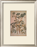 Buy Angelica Arcangelica at AllPosters.com