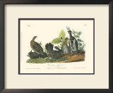 Canada Grouse