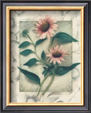 Echinacea