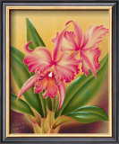 Buy Cattleya at AllPosters.com