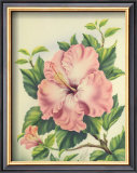 Buy Pink Hibiscus at AllPosters.com