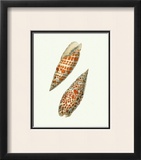 Buy Volute Shells at AllPosters.com