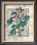 Buy Pelargonium at AllPosters.com