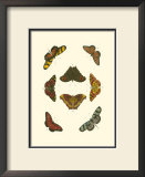 Buy Cramer Butterfly Study IV at AllPosters.com