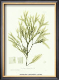 Buy Seaweed I at AllPosters.com