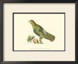 Buy Purple-Tailed Parakeet at AllPosters.com