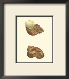 Buy Variegated Turbo Shells at AllPosters.com