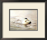 Buy Solitary Eider at AllPosters.com
