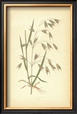 Grasses I