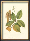 Buy Black Birch at AllPosters.com