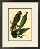 Buy Domestic Bird Family V at AllPosters.com