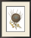 Antique Bird's Nest II