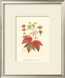 Buy Red Maple at AllPosters.com
