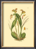 Buy Orchids IV at AllPosters.com