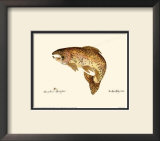 Buy Brown Trout at AllPosters.com
