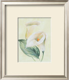 Buy Calla Lily I at AllPosters.com
