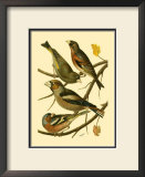 Buy Domestic Bird Family II at AllPosters.com