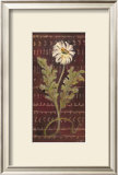 Buy African Daisy I at AllPosters.com