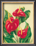 Buy Anthurium II at AllPosters.com