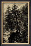 Buy Larch Tree at AllPosters.com