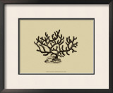Buy Coral on Khaki III at AllPosters.com