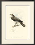 Meyer's Hawk I