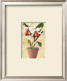 Potted Cattleya
