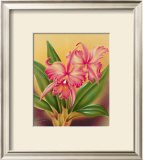 Buy Cattleya at AllPosters.com