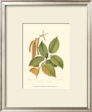 Buy Black Birch at AllPosters.com