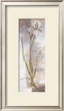 Buy Iris at AllPosters.com