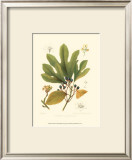 Buy Sassafras at AllPosters.com