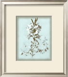 Buy Dussurgey Lilium on Blue at AllPosters.com