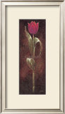Buy Mystic Tulip Dark Red at AllPosters.com