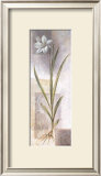 Buy Lilium at AllPosters.com