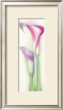 Buy Pink Calla II at AllPosters.com