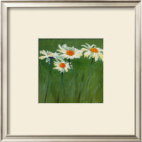 Buy White Daisies at AllPosters.com