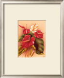 Buy Red and White Anthuriums at AllPosters.com