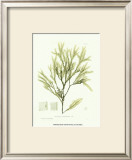 Buy Seaweed I at AllPosters.com
