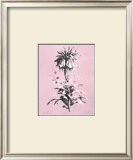 Buy Dussurgey Imperiale on Pink at AllPosters.com